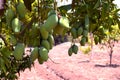 Fresh green organic bunch of mangoes hanging on a mango tree. view of mango orchard