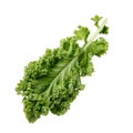 Fresh green organic kale leaf isolated on white. Top view Royalty Free Stock Photo
