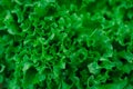 Fresh green organic lettuce leaves from garden Royalty Free Stock Photo