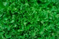 Fresh green organic lettuce leaves from garden Royalty Free Stock Photo