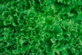 Fresh green organic lettuce leaves from garden Royalty Free Stock Photo