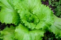 Fresh green organic lettuce leaves in a traditional vegetables garden in a summer day, selective focus Royalty Free Stock Photo