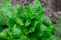 Fresh green organic lettuce leaves in a traditional vegetables garden in a summer day, selective focus Royalty Free Stock Photo