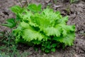 Fresh green organic lettuce leaves in a traditional vegetables garden in a summer day, selective focus Royalty Free Stock Photo