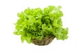 Fresh green organic lettuce in wicker basket Royalty Free Stock Photo