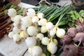 Fresh green organic onions with white bulbs for sale on farmers market Royalty Free Stock Photo