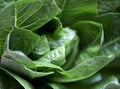 Fresh organic romaine lettuce leaves close up macro