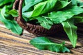 Fresh green organic sorrel leaves in wooden basket. Common sorrel or garden sorrel Rumex acetosa on wooden background. Other nam Royalty Free Stock Photo