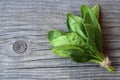 Fresh green organic spinach bundle leaves on old wooden table background.