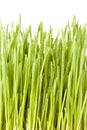 Fresh Green Organic Wheat Grass Royalty Free Stock Photo