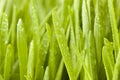 Fresh Green Organic Wheat Grass Royalty Free Stock Photo