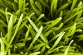 Fresh Green Organic Wheat Grass Royalty Free Stock Photo