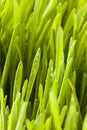 Fresh Green Organic Wheat Grass Royalty Free Stock Photo