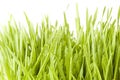 Fresh Green Organic Wheat Grass Royalty Free Stock Photo