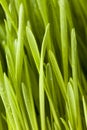 Fresh Green Organic Wheat Grass Royalty Free Stock Photo