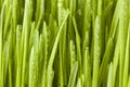 Fresh Green Organic Wheat Grass Royalty Free Stock Photo