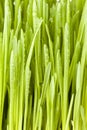 Fresh Green Organic Wheat Grass Royalty Free Stock Photo