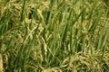 Fresh and green paddy farming and cultivation, rice cultivation in india Golden spike in cornfield, Beautiful green paddy-field