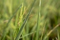 Fresh Green Paddy from Sukoharjo