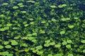 Fresh green pads of water lilies in a pond