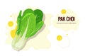 Fresh green pak choi sticker tasty vegetable icon healthy food concept horizontal copy space