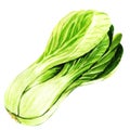 Fresh green pak choi on a white background Royalty Free Stock Photo