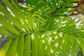 Fresh green palm closeup. Tropical Mediterranean nature background