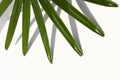 Fresh green palm leaf background Royalty Free Stock Photo