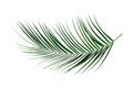 Palm Leaf Royalty Free Stock Photo