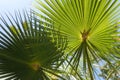 fresh green palm leaves texture Royalty Free Stock Photo