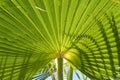 fresh green palm leaves texture Royalty Free Stock Photo