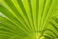 fresh green palm leaves texture Royalty Free Stock Photo