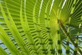 fresh green palm leaves texture Royalty Free Stock Photo
