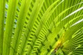fresh green palm leaves texture Royalty Free Stock Photo