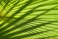 fresh green palm leaves texture Royalty Free Stock Photo