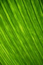 Fresh green palm leaves texture Royalty Free Stock Photo