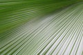 Fresh green palm leaves texture Royalty Free Stock Photo