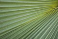 Fresh green palm leaves texture Royalty Free Stock Photo