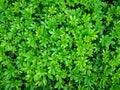 Fresh green palmate shape leaf of Dwarf umbrella leaves in the garden, top view photo for background