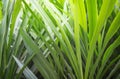 fresh green Pandan leaf background. Royalty Free Stock Photo