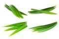 Fresh green pandan leaves isolated on white background Royalty Free Stock Photo