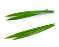 Fresh green pandan leaves isolated on white background Royalty Free Stock Photo