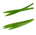 Fresh green pandan leaves isolated on white background Royalty Free Stock Photo