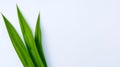 Fresh green pandan leaves on white background