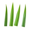 Fresh green Pandan screwpine leaves isolated on white background Royalty Free Stock Photo