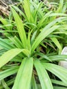 fresh green Pandanus amaryllifolius plant Royalty Free Stock Photo