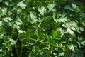 Fresh green parsley background Royalty Free Stock Photo