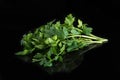 Fresh green parsley on black background Royalty Free Stock Photo