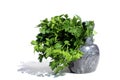 Fresh green parsley in a bouquet stands in a mortar on a white isolated background. Royalty Free Stock Photo