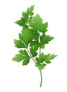 Fresh green parsley branch. Vector illustration.